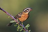 Black-headed Grosbeakborder=